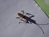 Punaise americaine du pin - Leptoglossus occidentalis (ph. Mrugala F., juin 2017)(2)